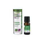 Ružmarin kamfor / Rosmarinus officinalis