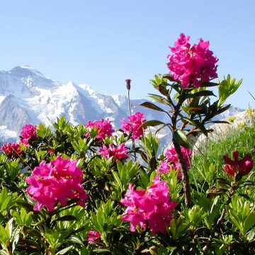 Alpine Rose Active / Ekstrakt lista alpske ruže